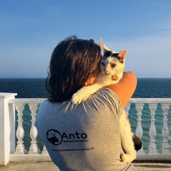 Clases virtuales de adiestramiento para gatos