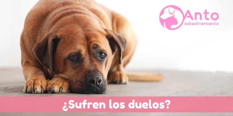 ¿Los animales sufren un duelo?