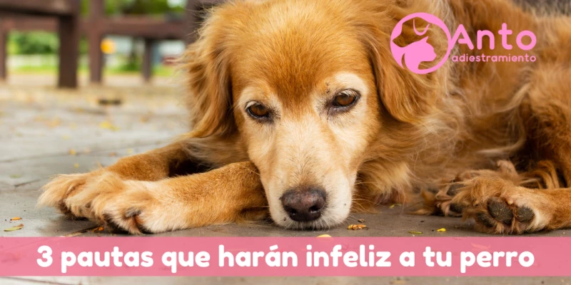 3 cosas que hacen infeliz a tu perro