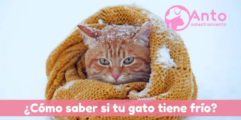 ¿Cómo saber si tu gatito sufre el frío?