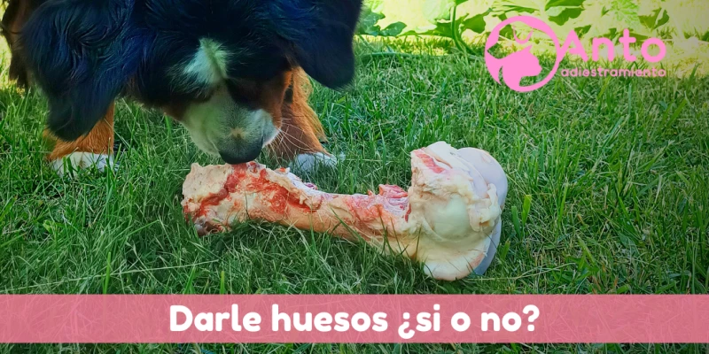 ¿Es bueno darle huesos a los perros?