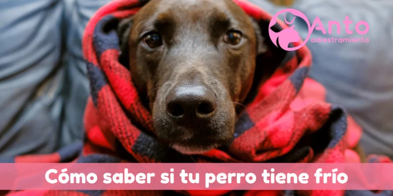 Cómo saber si tu perro sufre el frío