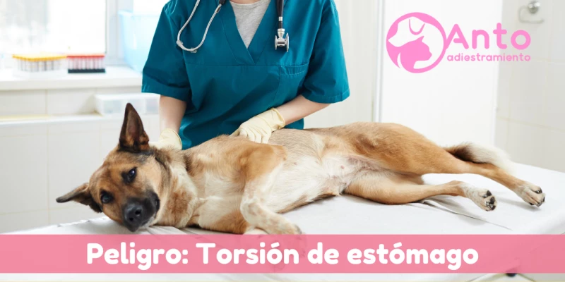 Es peligroso que los perros coman rápido. Tips para solucionarlo.