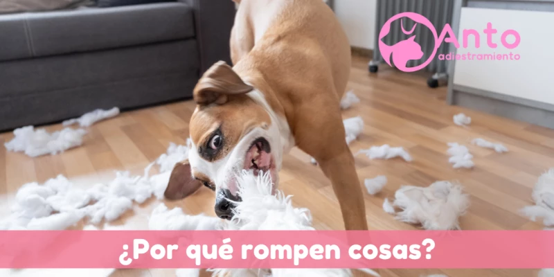 ¿Por qué los perros rompen cosas? Evitá que tu perro destruya tus cosas.