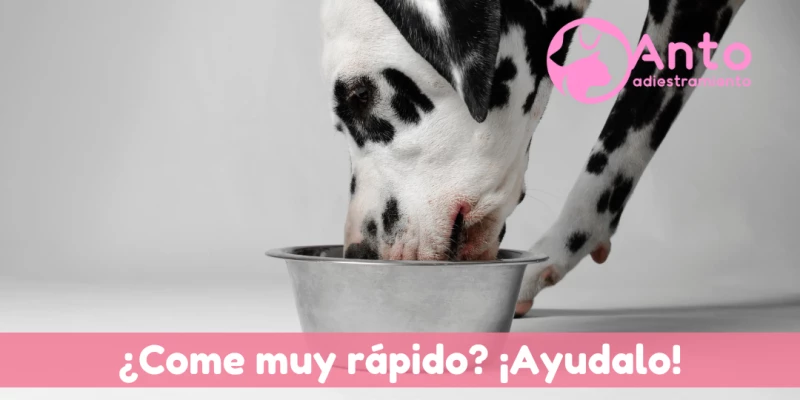 Tips para enseñarle a tu perro a comer despacio