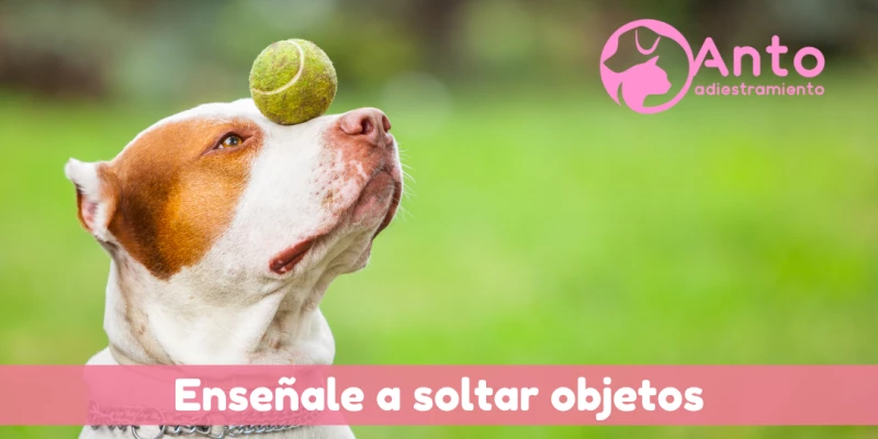 ¿Cómo enseñar a tu perro a soltar?