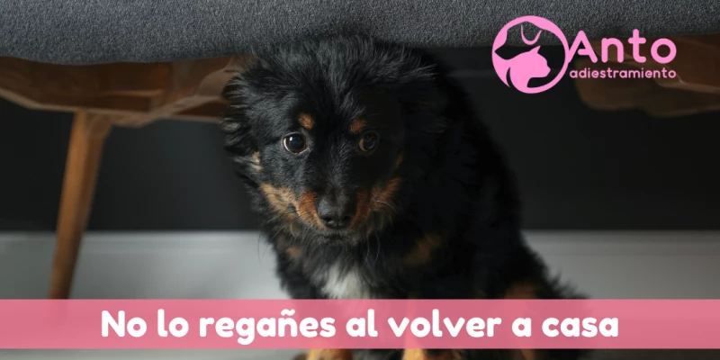 La manera correcta de regañar a un perro | No regañes a tu perro al volver a casa