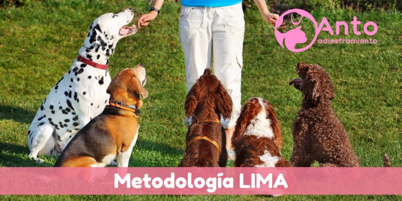 Metodología LIMA | Políticas LIMA para el adiestramiento canino