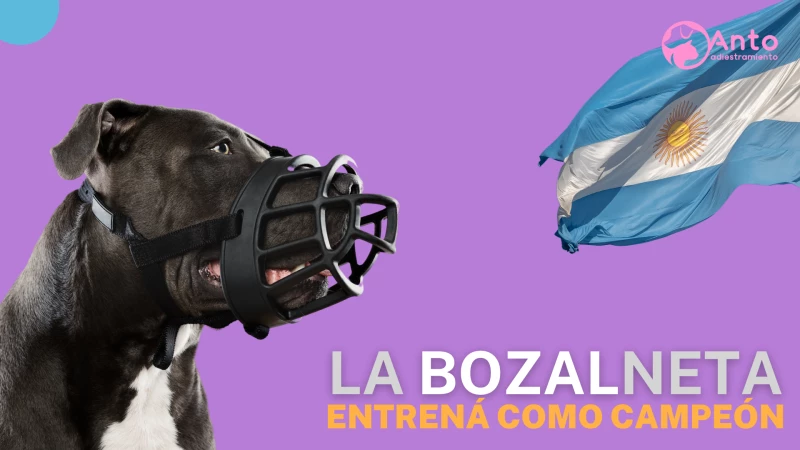 Adaptación de Bozal