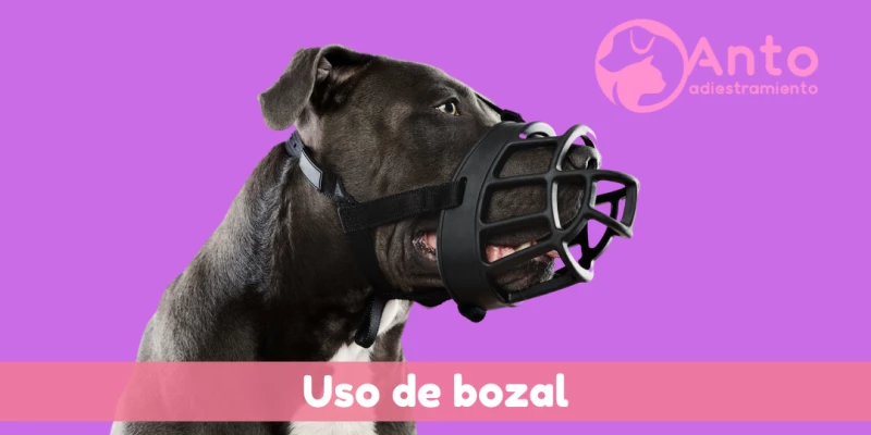 Uso del bozal | ¿Cuándo debemos ponerle bozal a un perro?