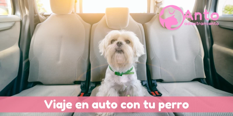 Viajar en auto con tu perro