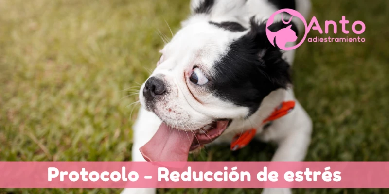 Protocolo para reducir el estrés | Ayuda a tu perro con estos simples pasos