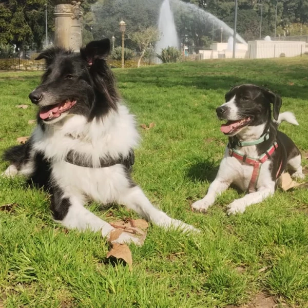 Figacita & Ananá