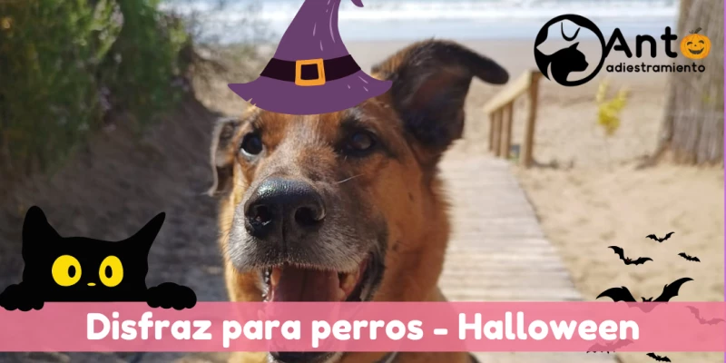 Festejar Halloween con tu perro | Disfraz para perro en la Noche de Brujas