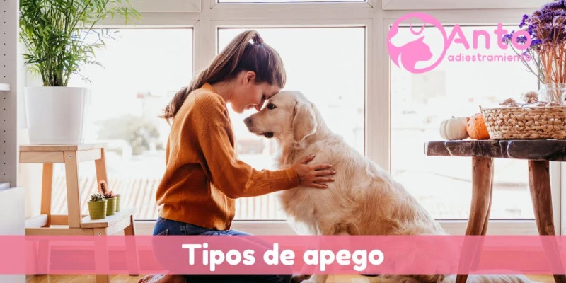 Tipos de apego