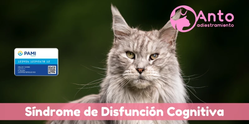 SDC Felino | Síndrome de Disfunción Cognitiva