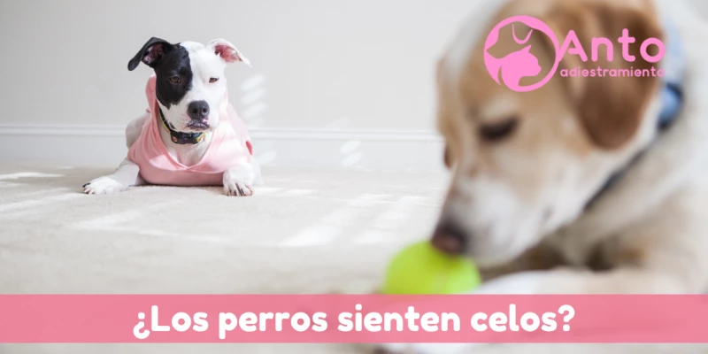 Los perros pueden sentir celos