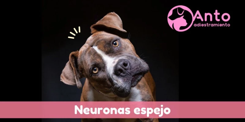 Activación de neuronas espejo