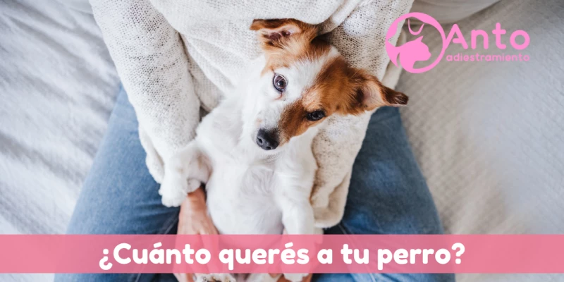 Test: ¿Cuánto querés a tu perro?