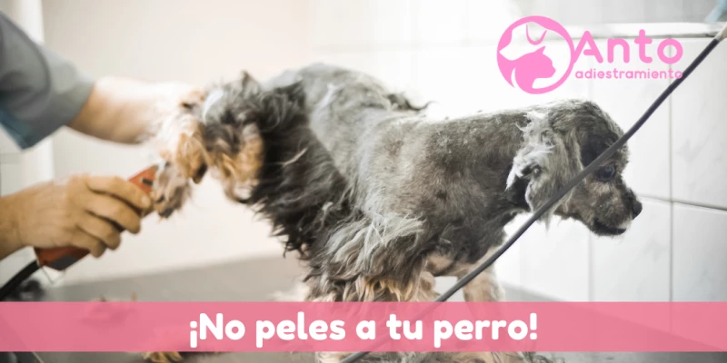 ¡No peles a tu perro! y otros consejos...