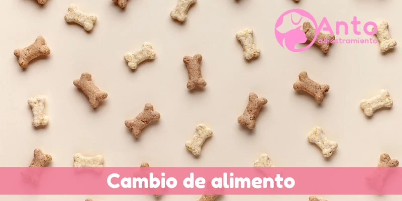 ¿Cómo se hace el cambio de alimento de un perro?