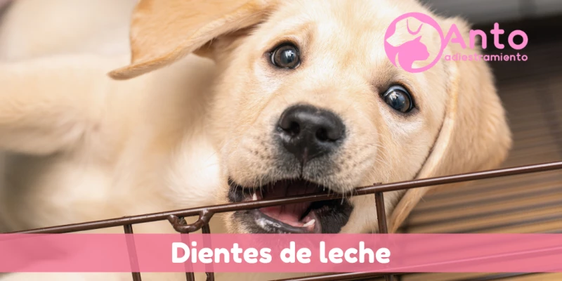 Los perros tienen dientes de leche