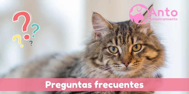 Información sobre educación felina