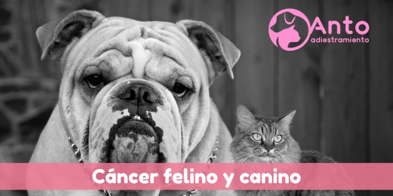 Cáncer | Patología felina y canina