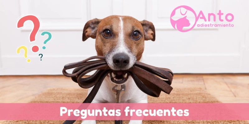 Información sobre adiestramiento canino