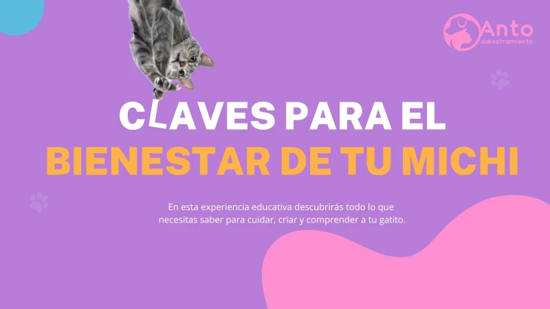 Claves para el bienestar de tu michi