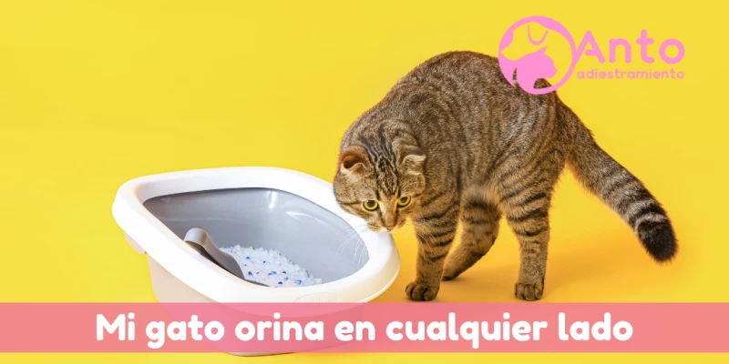 Mi gato no orina en su bandeja