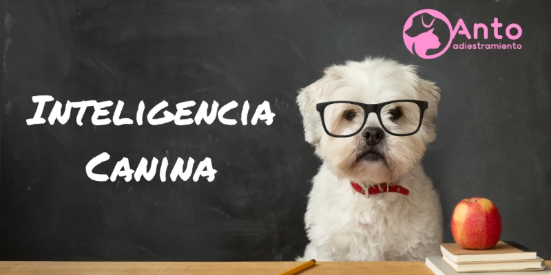 Inteligencia Canina