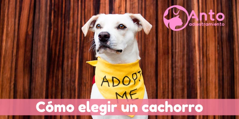 Qué tener en cuenta para elegir un cachorro