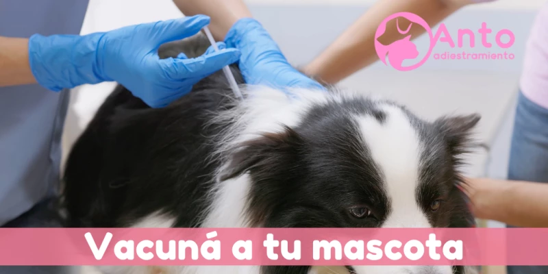 Vacunas para perros