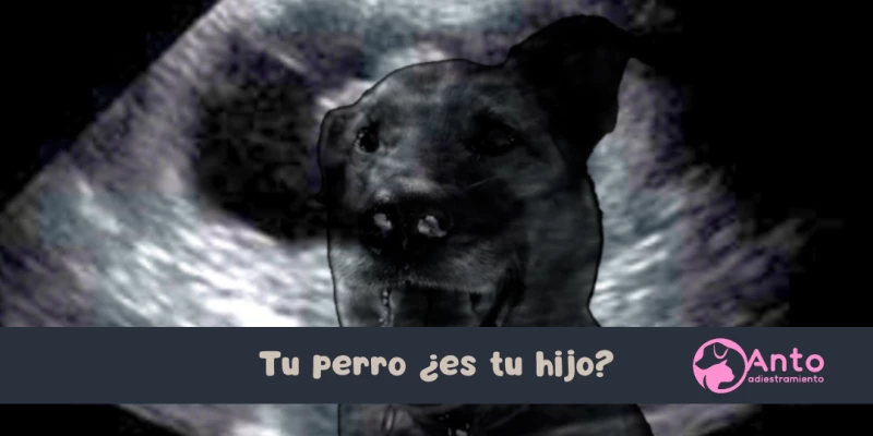 Tu perro ¿es tu hijo?