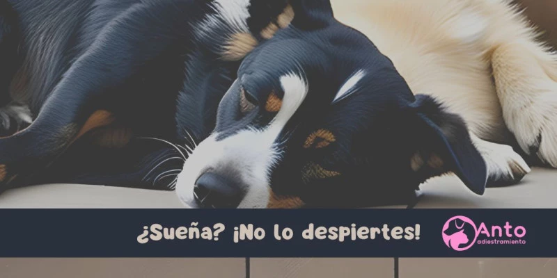 ¿Sueñan? No los despiertes.