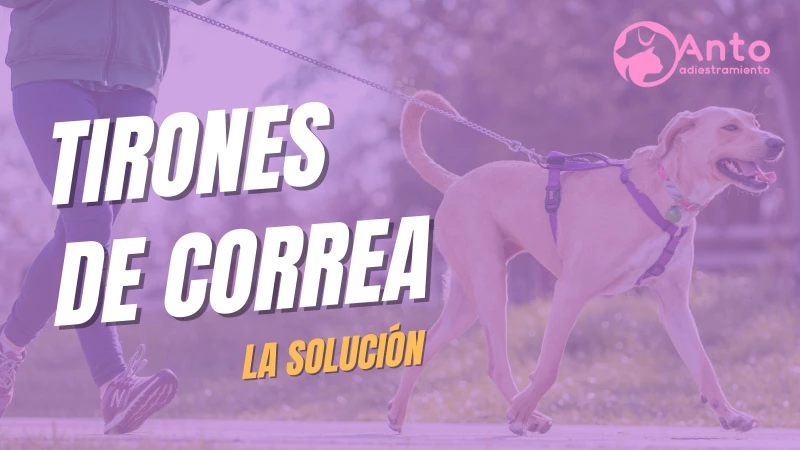 Tirones de correa