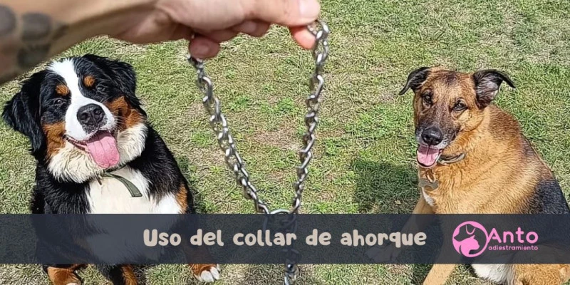 Uso del collar de ahorque