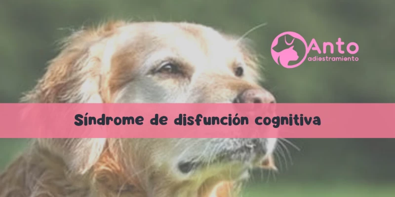 Síndrome de disfunción cognitiva