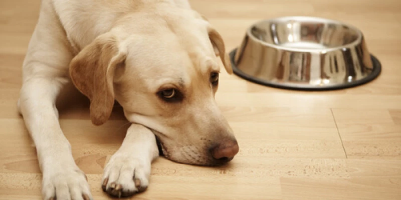 Lavá los platos de tu perro