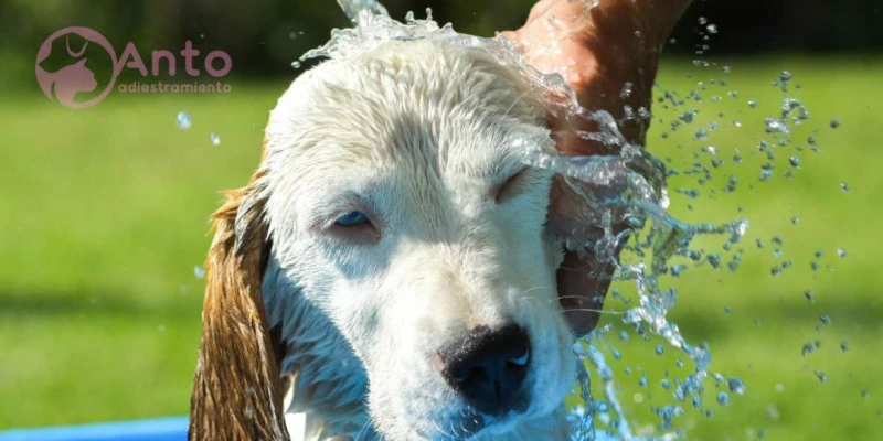 Golpes de calor