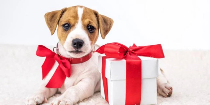 En navidad... ¿regalar un perro?