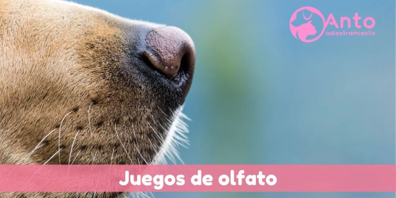 Juego de olfato