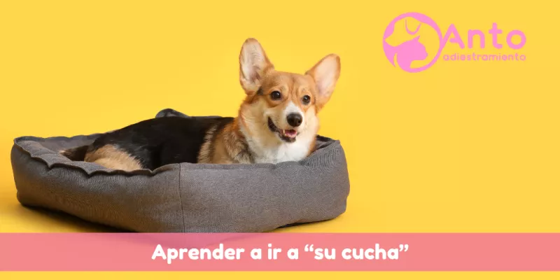 Antoadiestramiento - Blog Web (1)