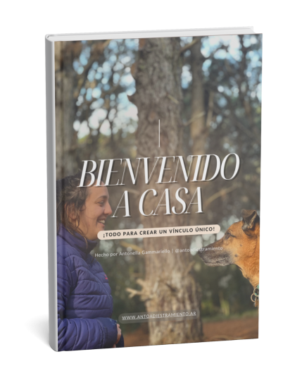 Antoadiestramiento - Feed (4)