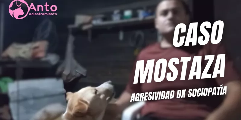 antoadiestramiento - YouTube