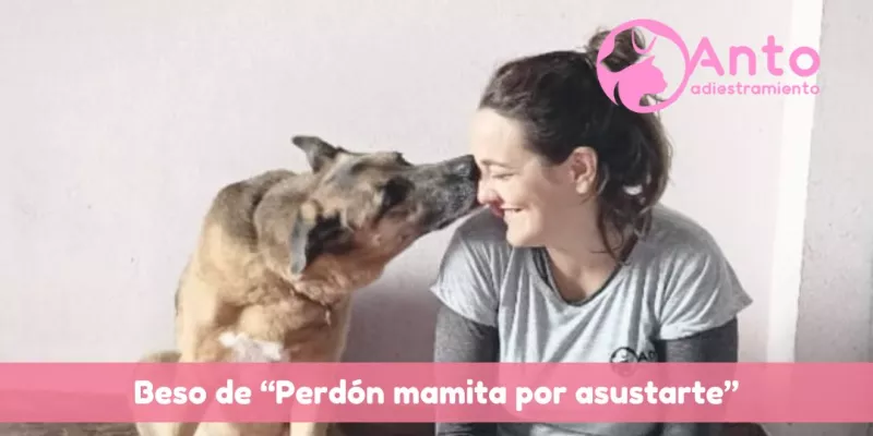 se_extravio_el_perro_localizador_GPS