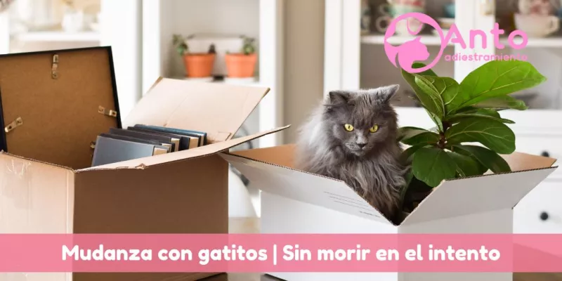mudanza_gatitos_consejos