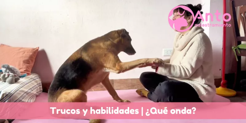 trucos_habilidades_caninas