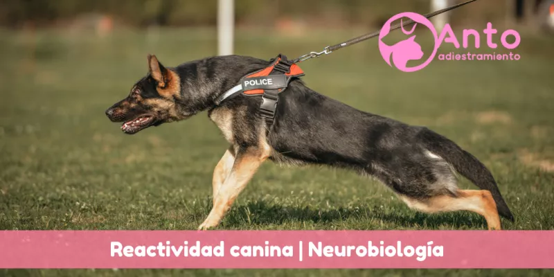 reactividad_canina_sistema_limbico_corteza_prefrontal
